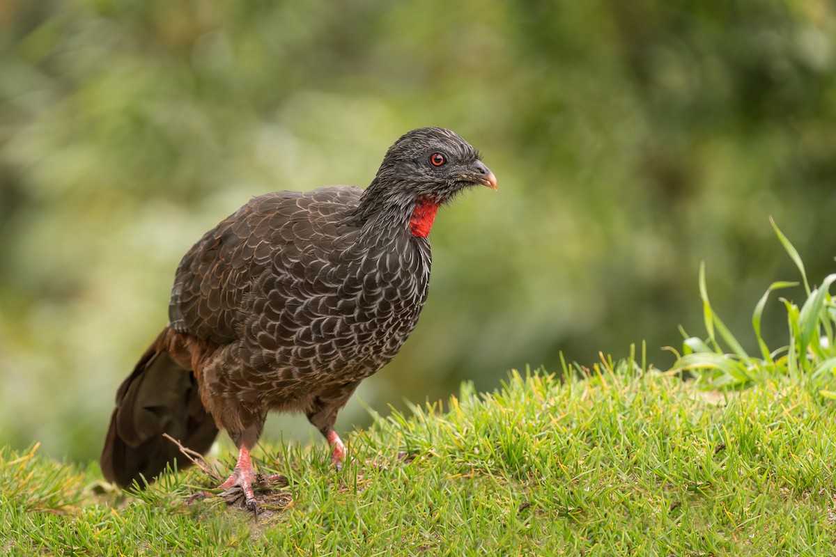 Andean Guan - ML641258530