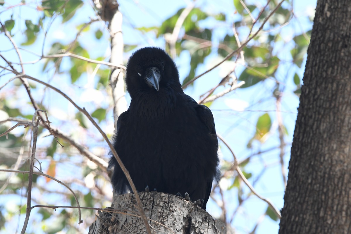 Common Raven - ML641258531