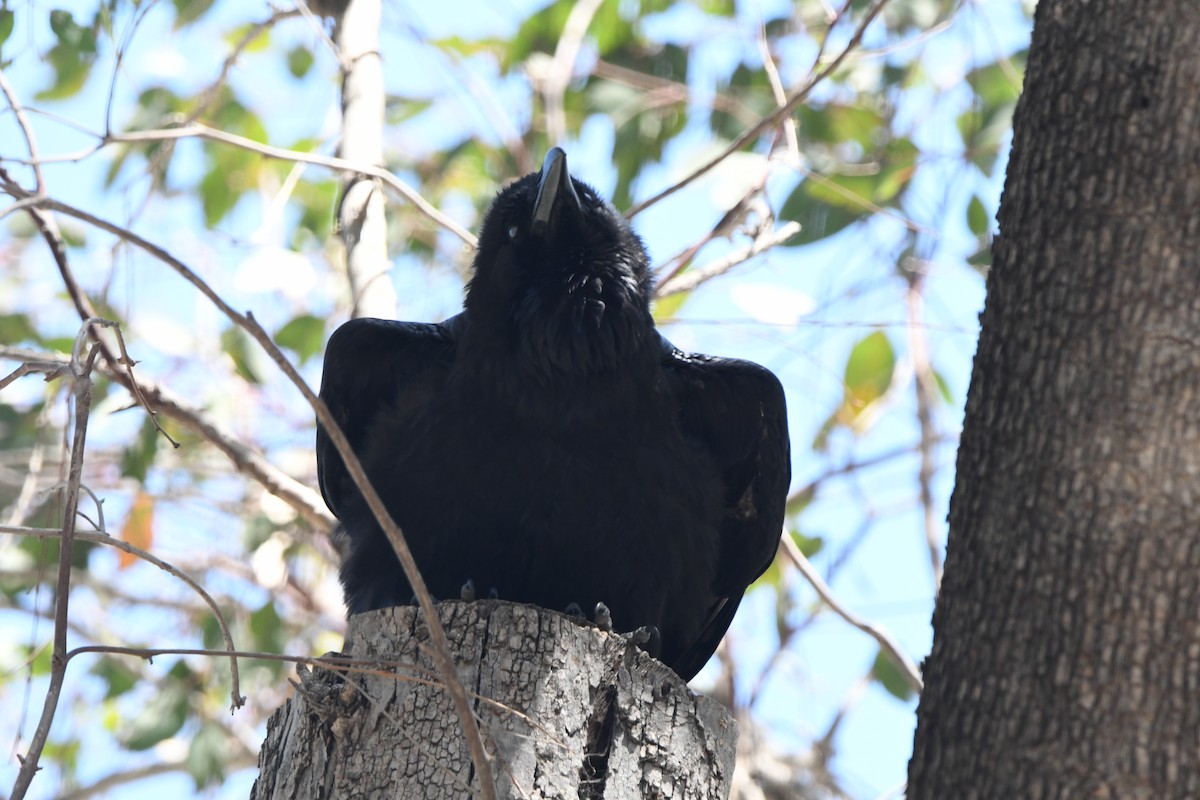 Common Raven - ML641258532