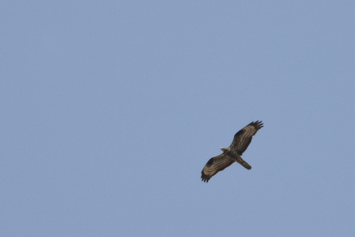 European Honey-buzzard - ML641258536
