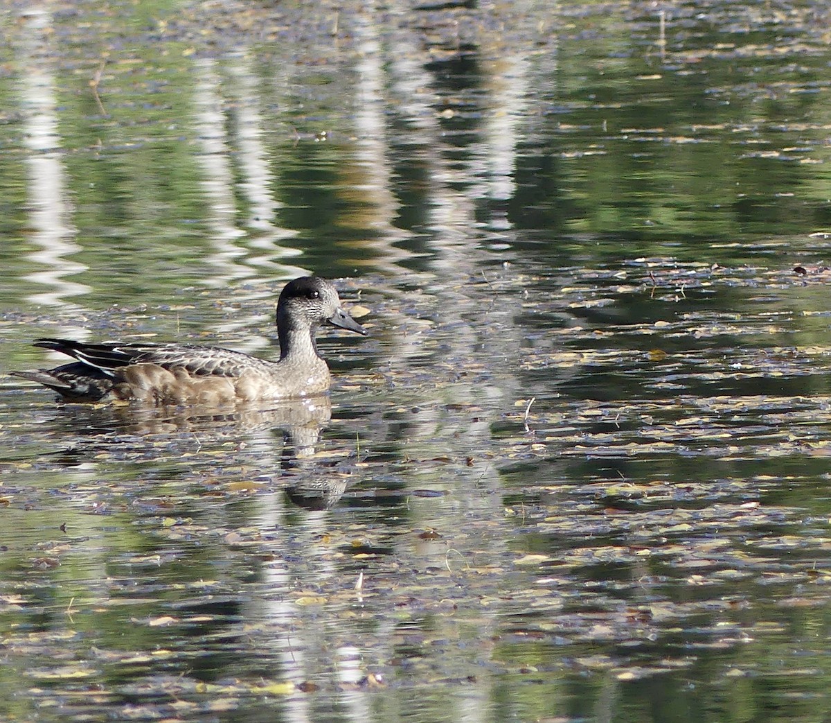 Canard d'Amérique - ML641258545