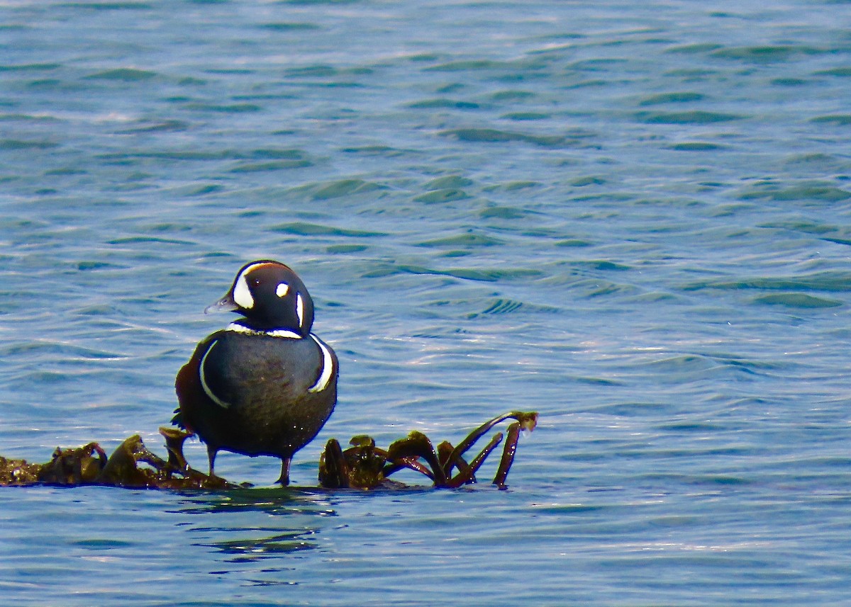 Harlequin Duck - ML641258552