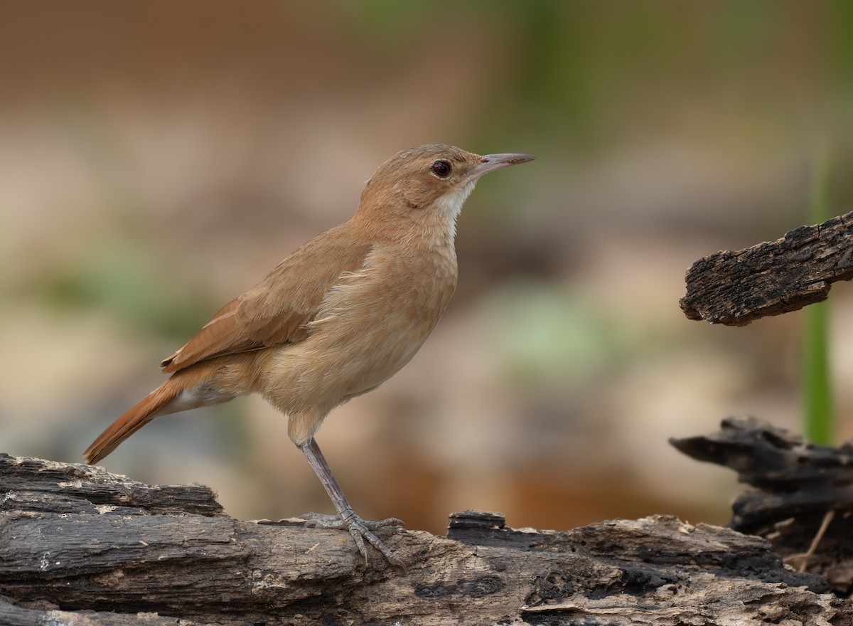 Rufous Hornero - ML641258553