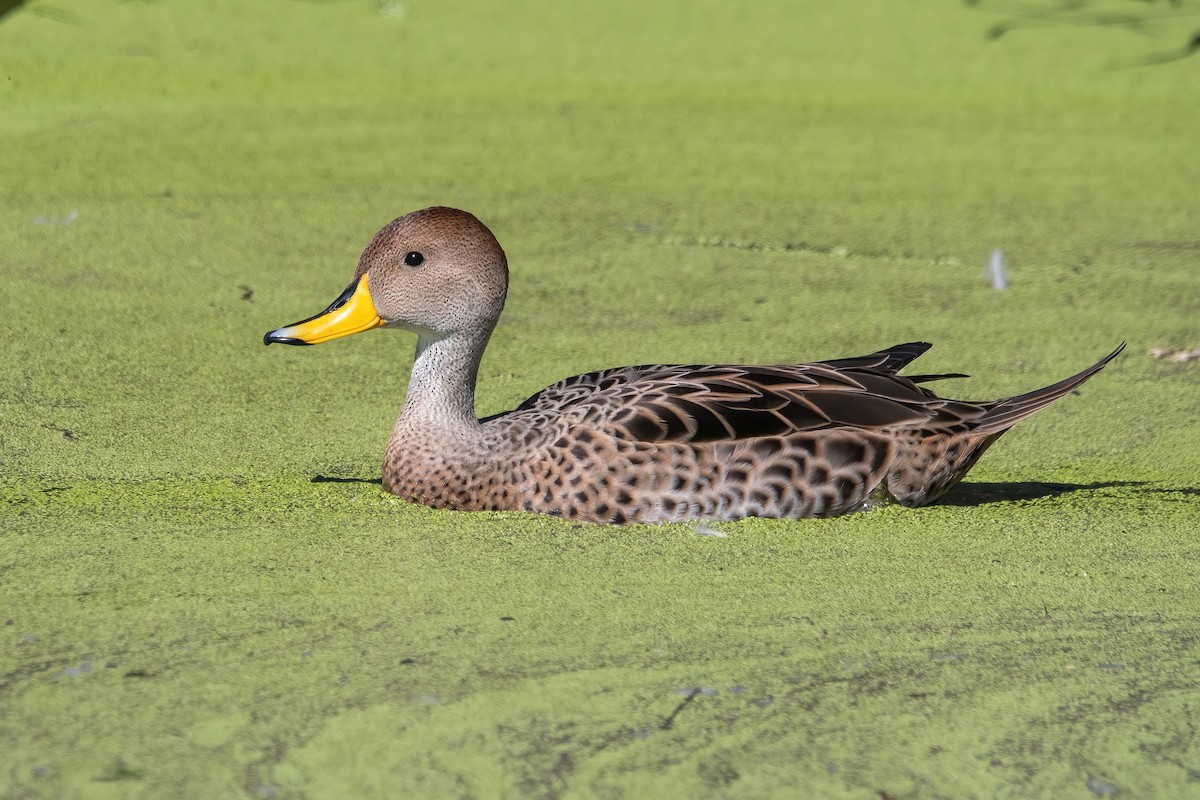 Yellow-billed Pintail - ML641258567