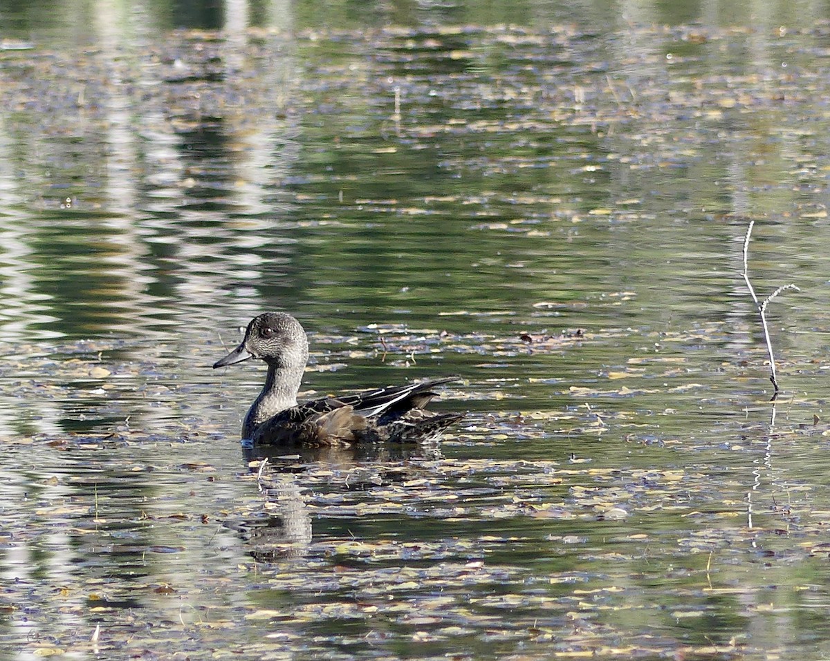 Canard d'Amérique - ML641258572