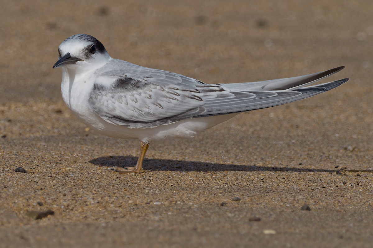 Little Tern - ML641258575