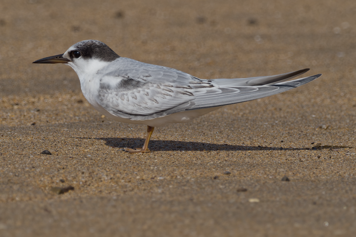 Little Tern - ML641258576