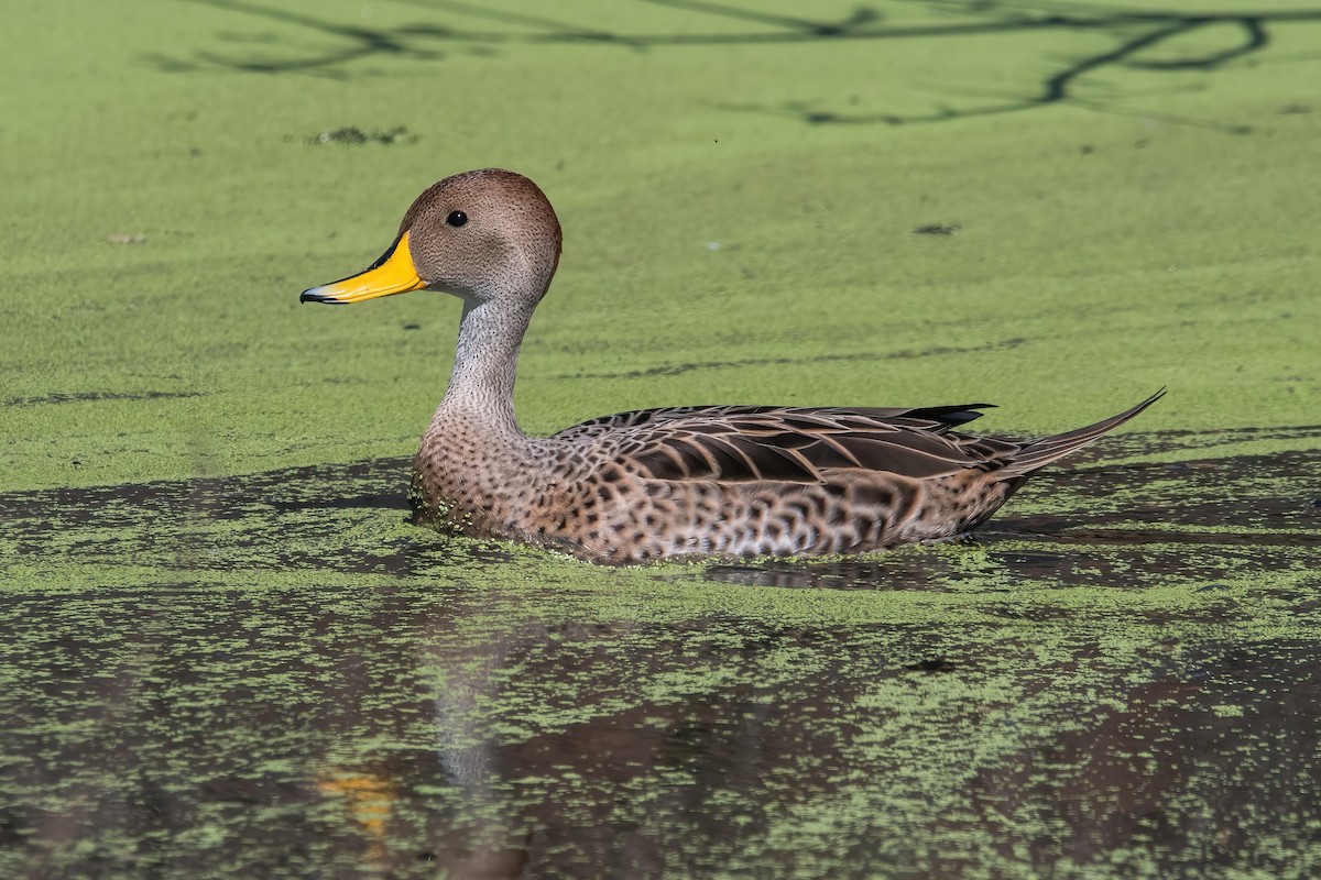 Yellow-billed Pintail - ML641258578