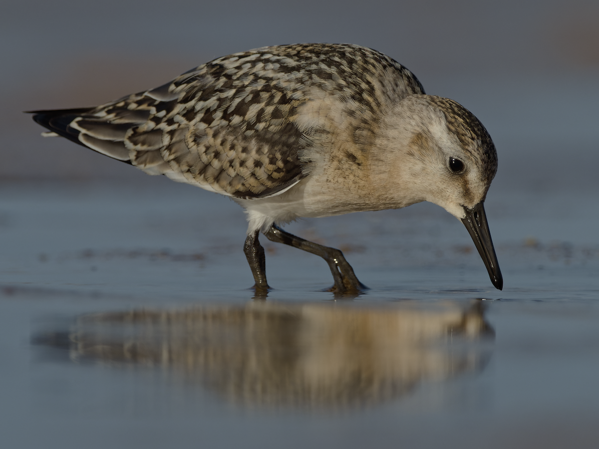 Sanderling - ML641258582