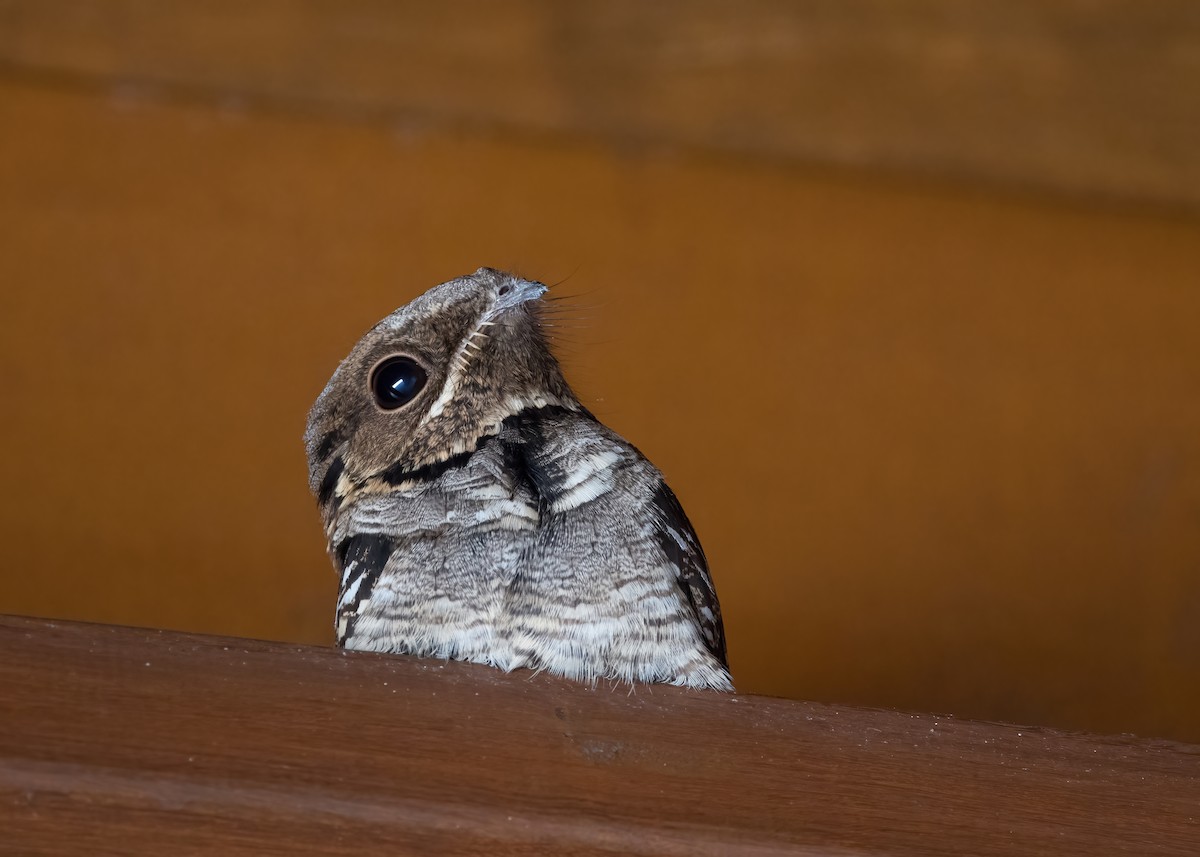 Large-tailed Nightjar - ML641258609