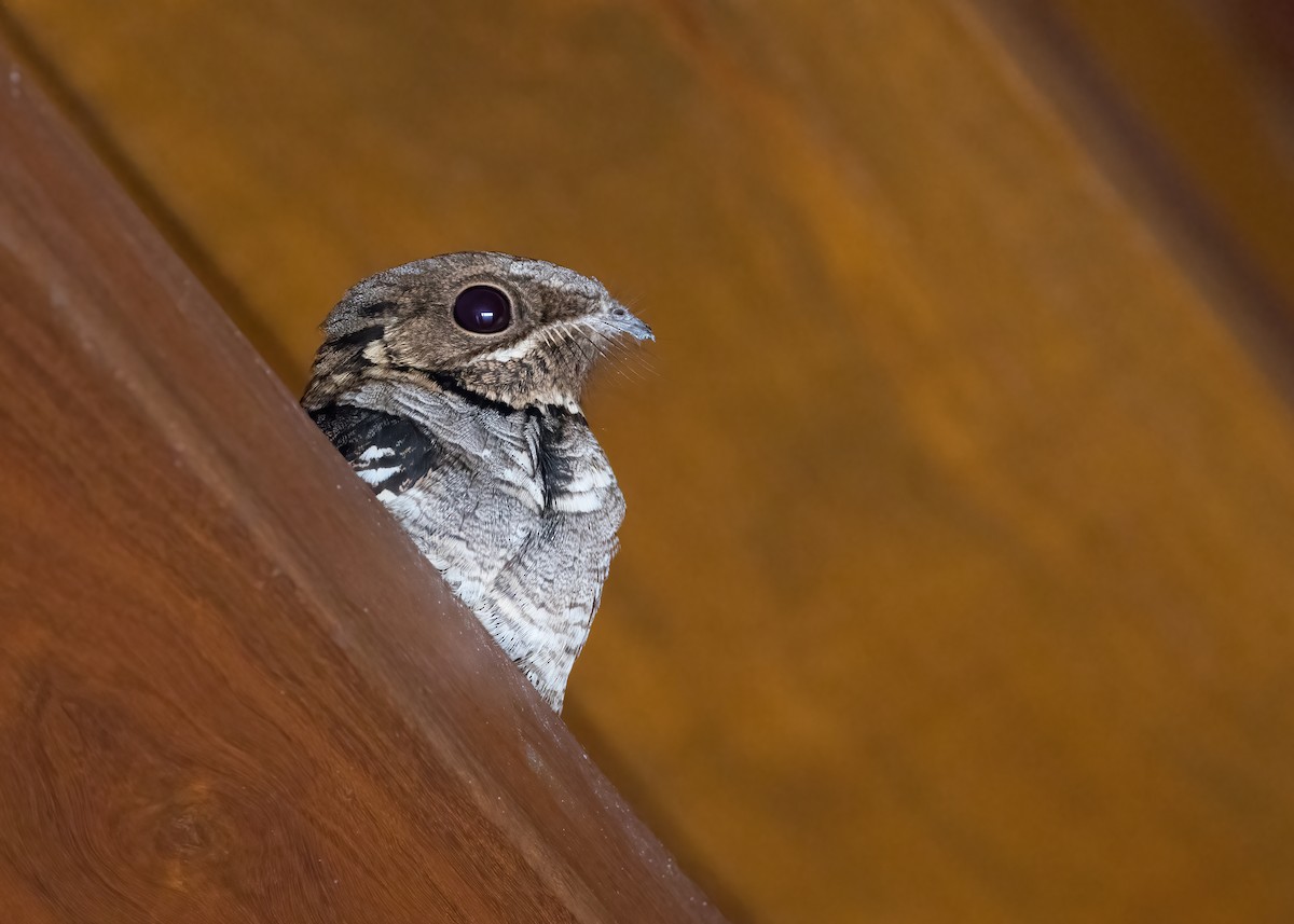 Large-tailed Nightjar - ML641258610