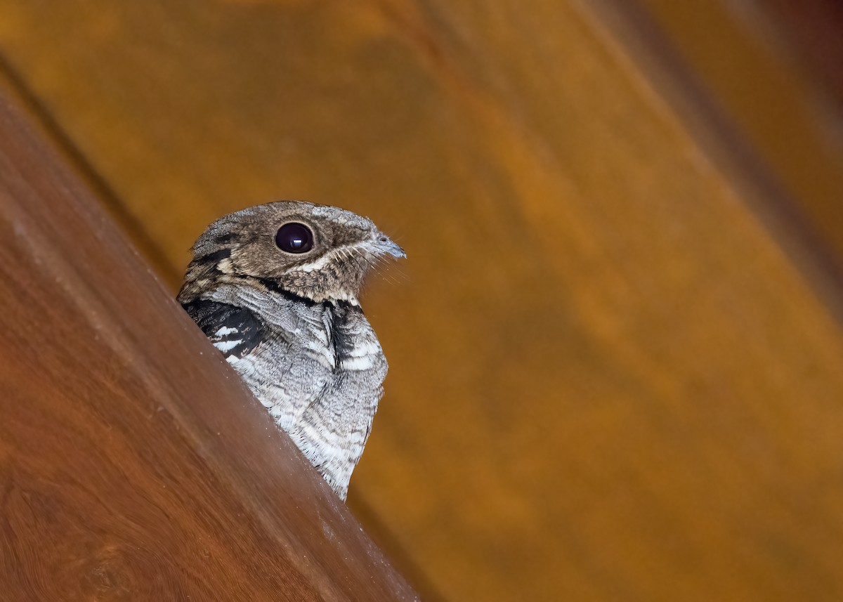 Large-tailed Nightjar - ML641258611