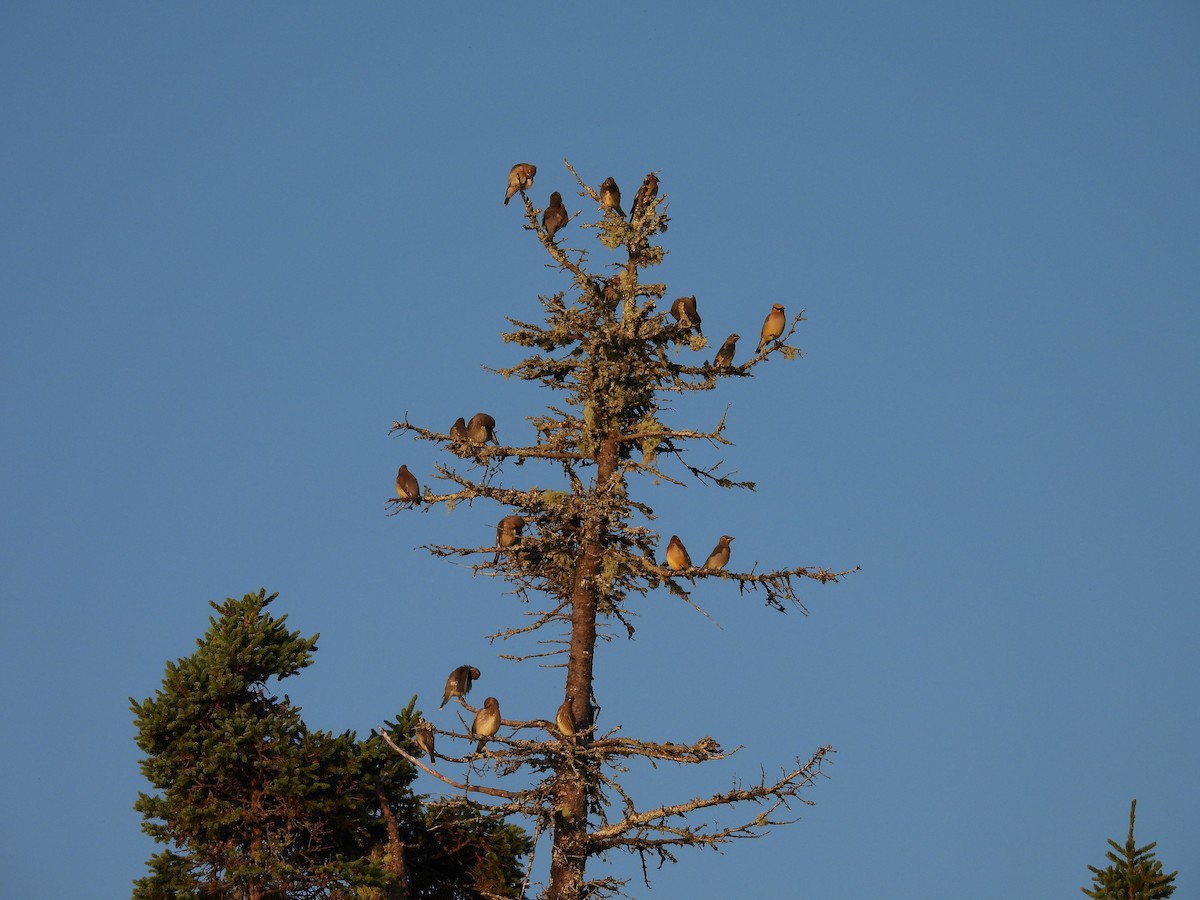 Cedar Waxwing - ML641258616