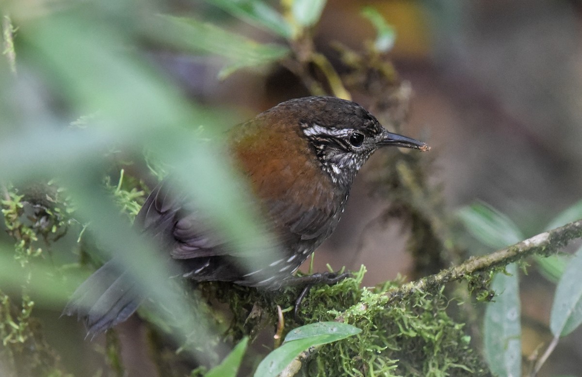 Sharp-tailed Streamcreeper - ML641258620