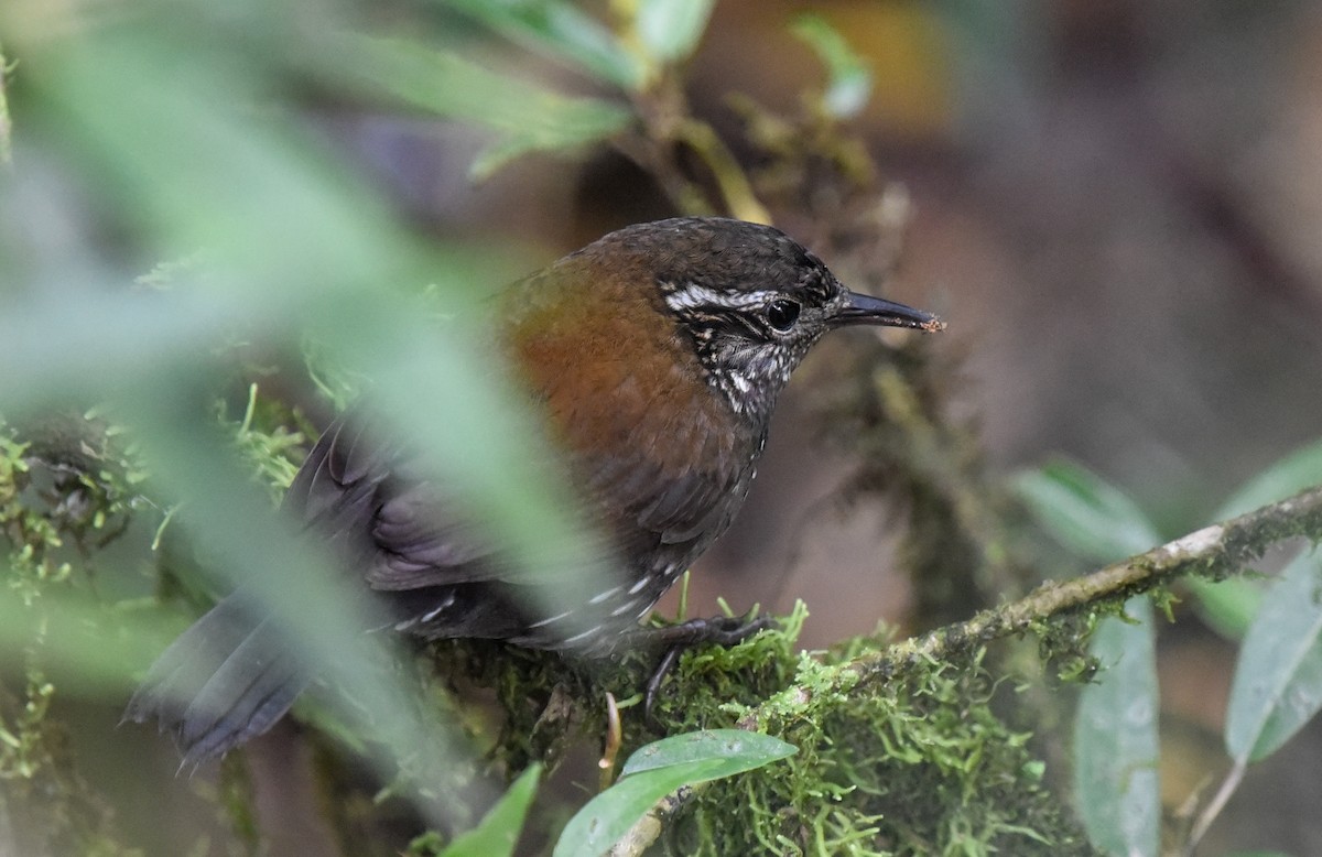 Sharp-tailed Streamcreeper - ML641258621