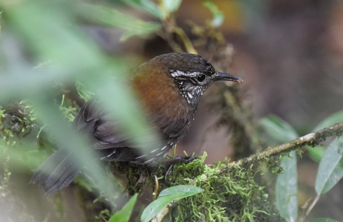 Sharp-tailed Streamcreeper - ML641258622