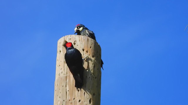 Acorn Woodpecker - ML641258632