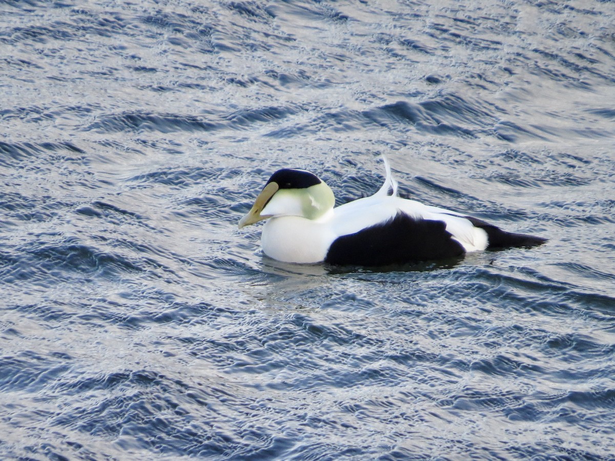 Common Eider (Dresser's) - ML641258635