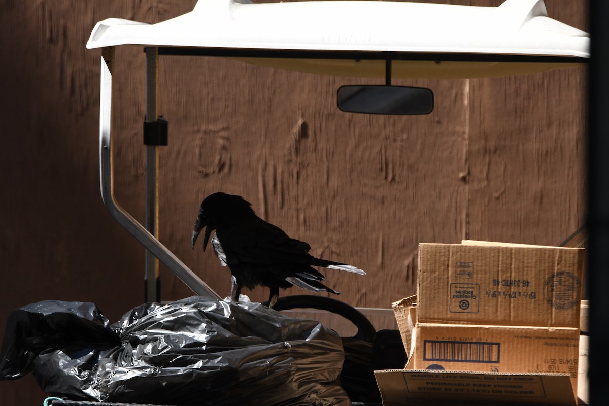 Common Raven - ML641258671