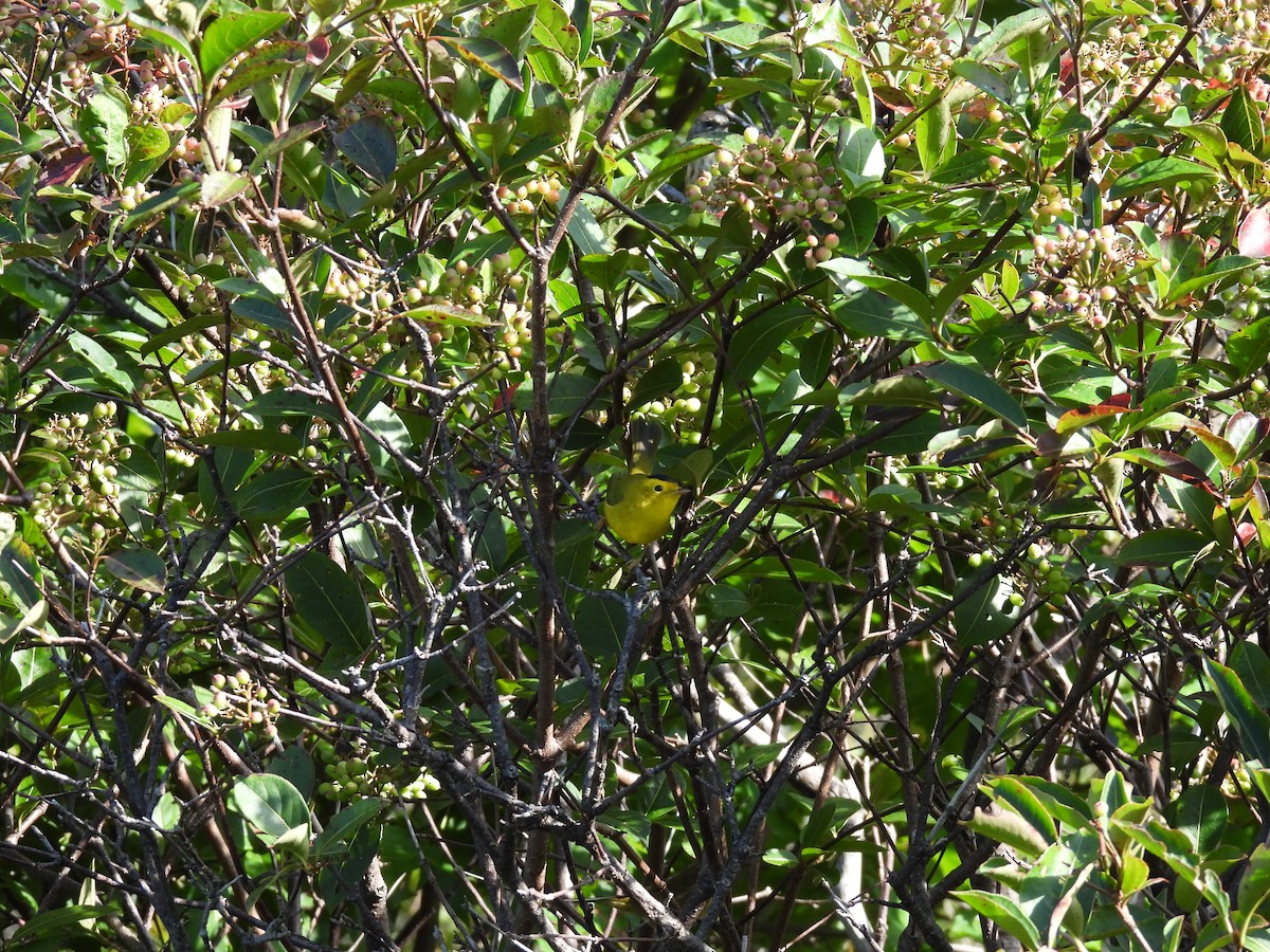 Wilson's Warbler - ML641258681