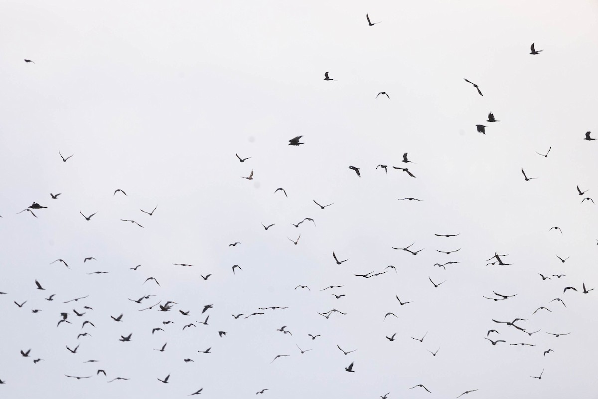 Chihuahuan Raven - ML641258684