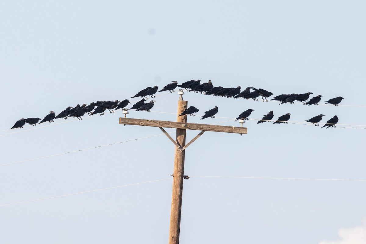 Chihuahuan Raven - ML641258686