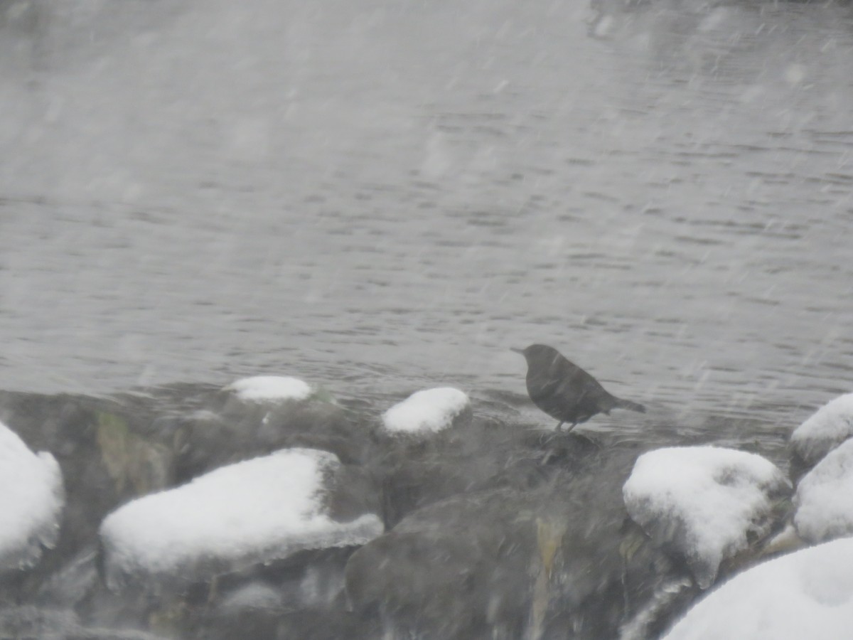 Brown Dipper - ML641258689