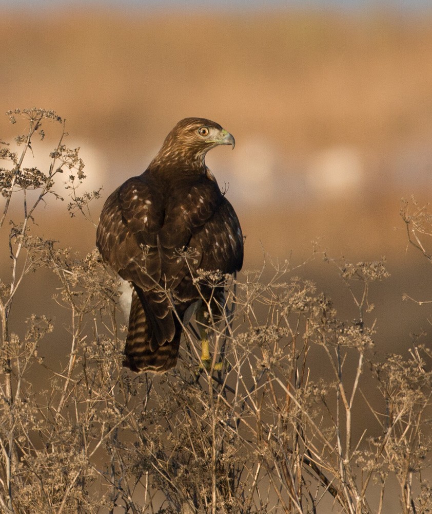 Red-tailed Hawk - ML641258710