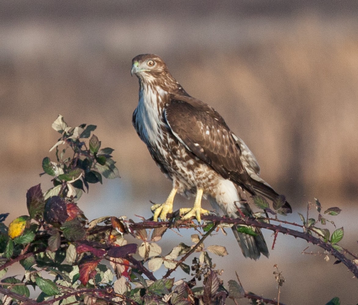 Red-tailed Hawk - ML641258711
