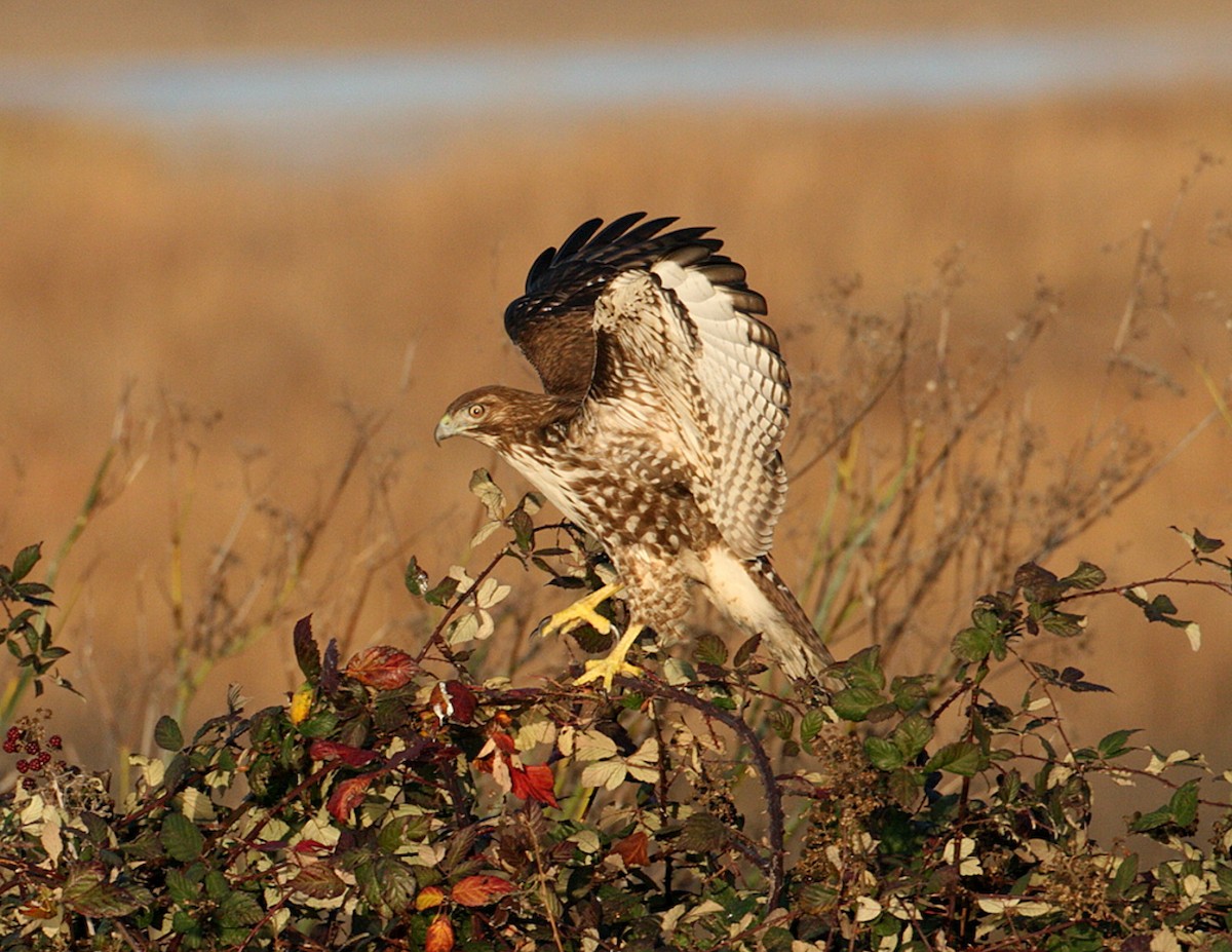 Red-tailed Hawk - ML641258712