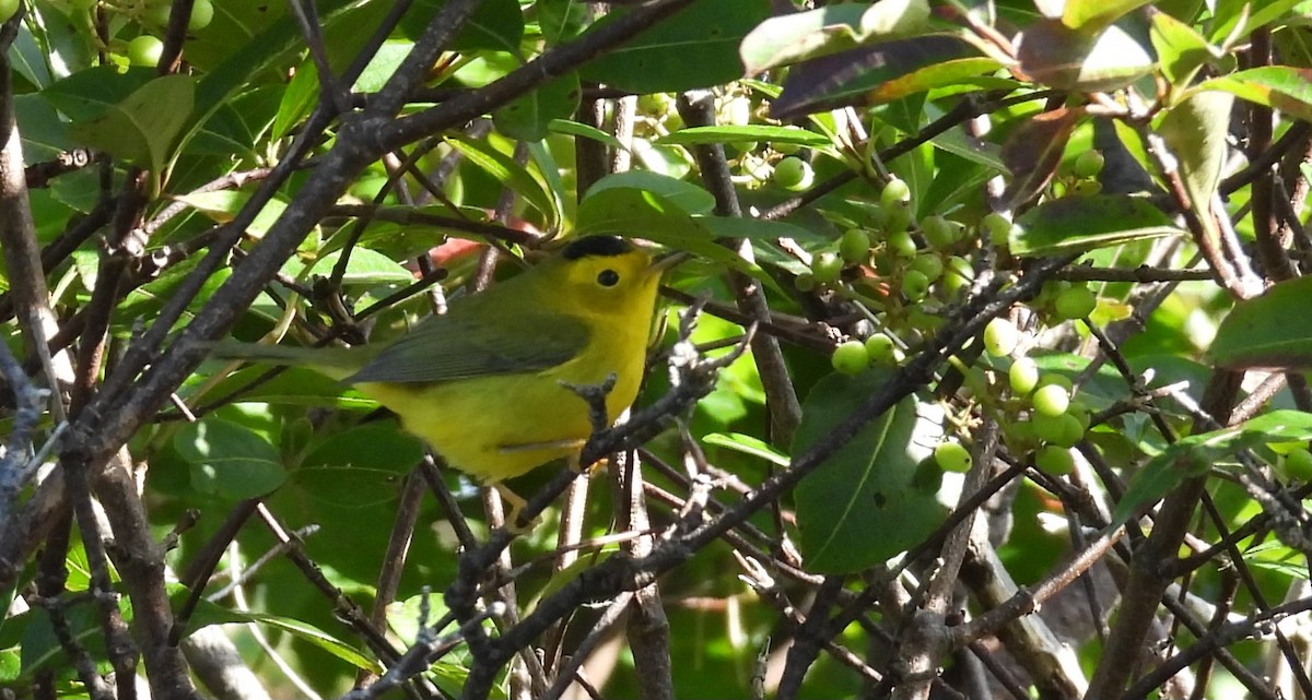 Wilson's Warbler - ML641258731