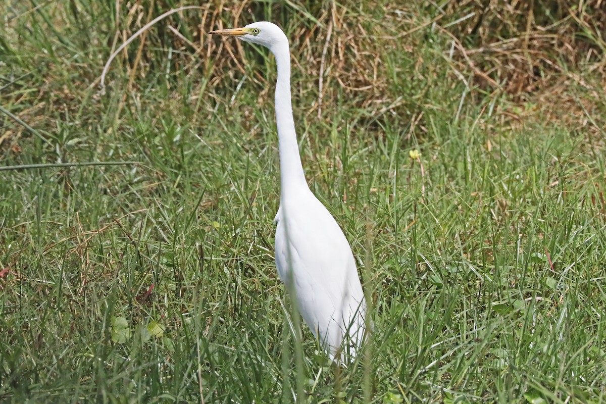 Yellow-billed Egret - ML641258748