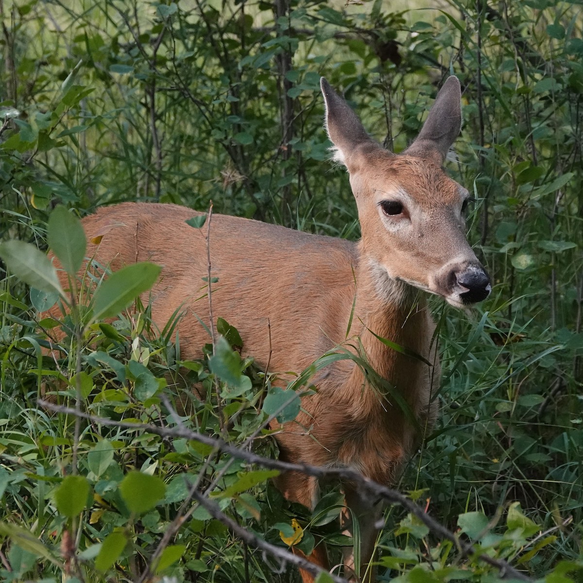 White-tailed Deer - ML641258750