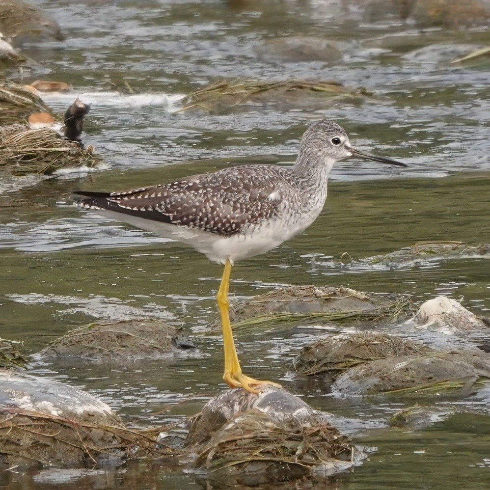 Greater Yellowlegs - ML641258763