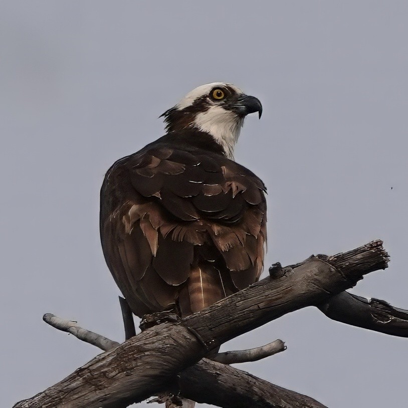 Osprey - ML641258782