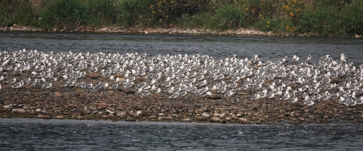 Franklin's Gull - ML641258792