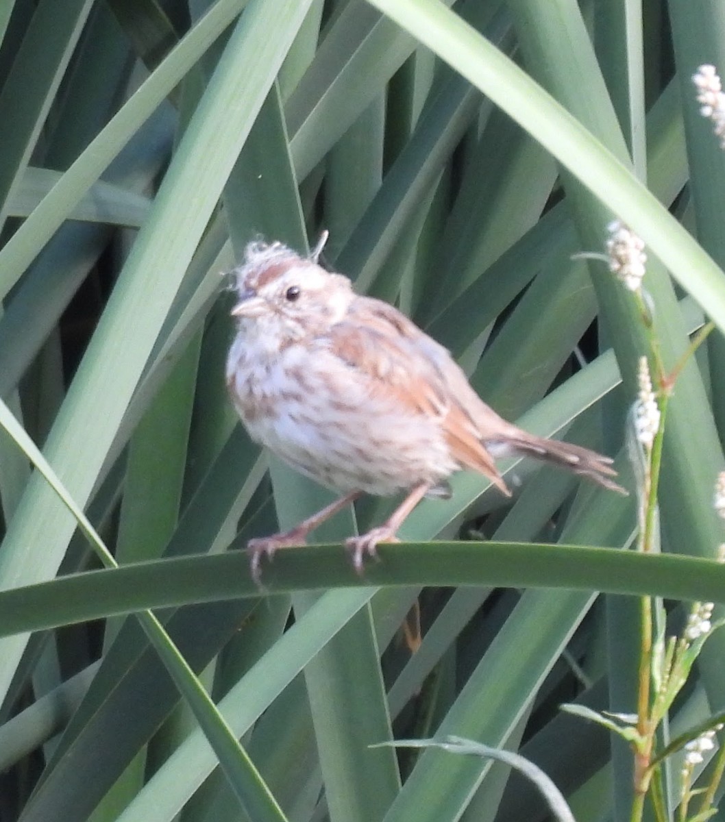 Song Sparrow (fallax Group) - ML641258794