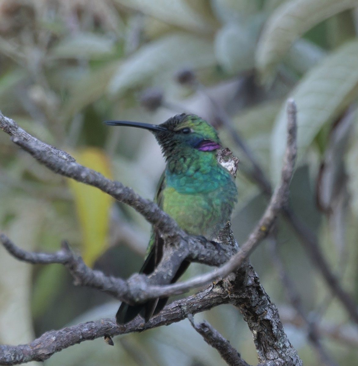 White-vented Violetear - ML641258795