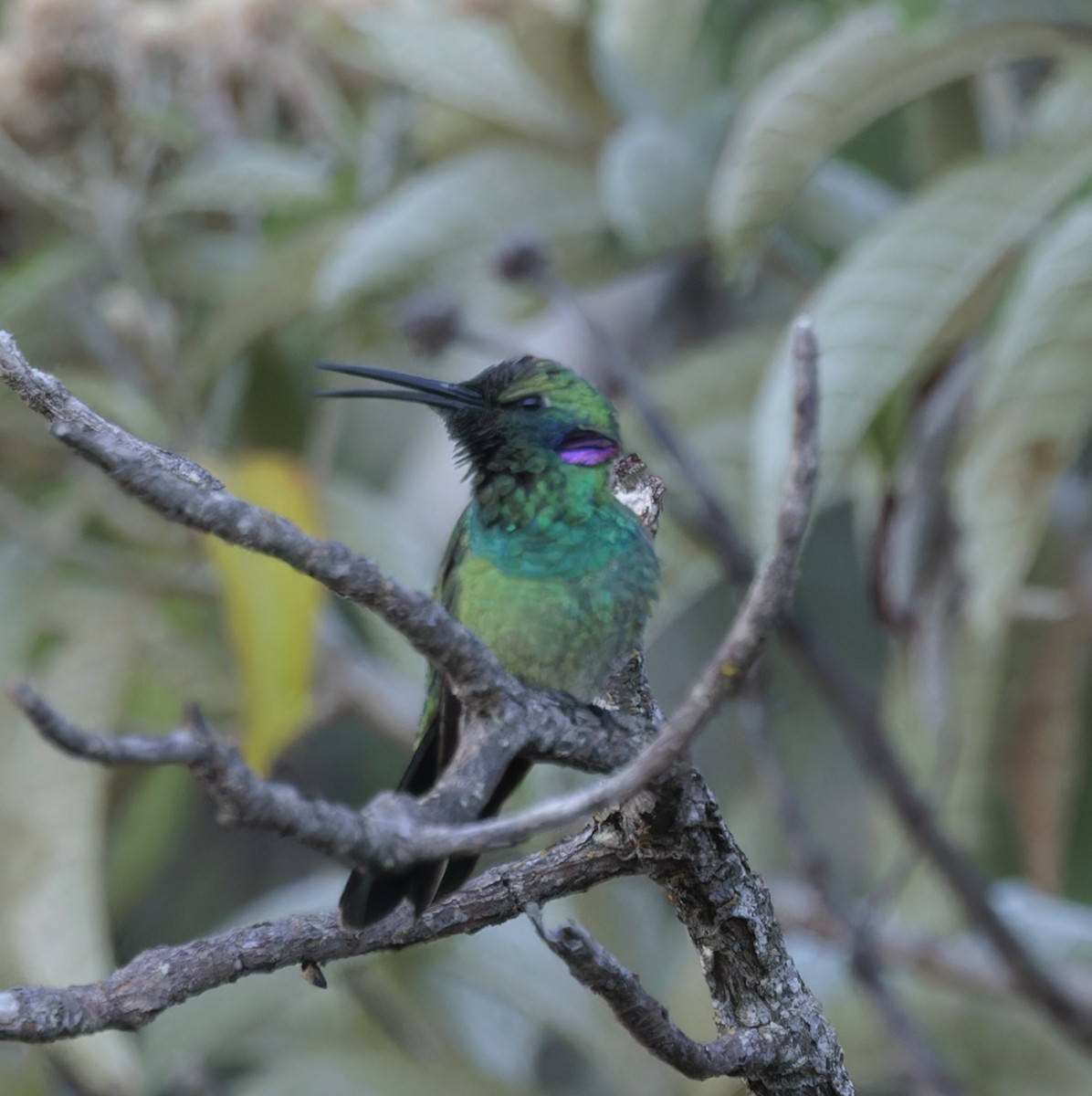 White-vented Violetear - ML641258796