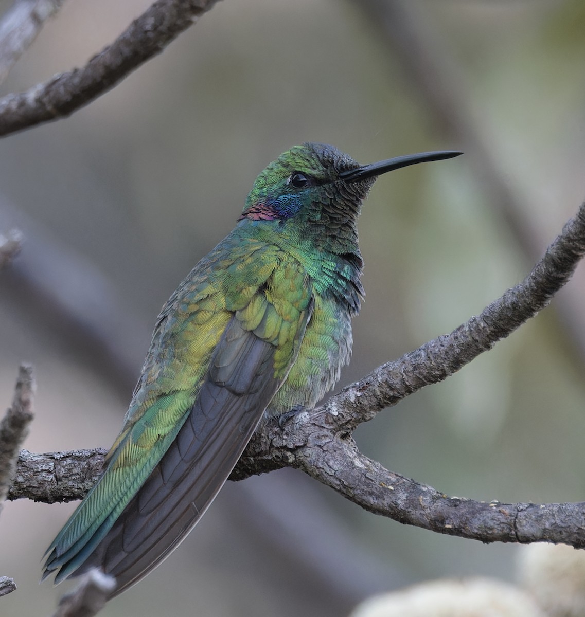 White-vented Violetear - ML641258797