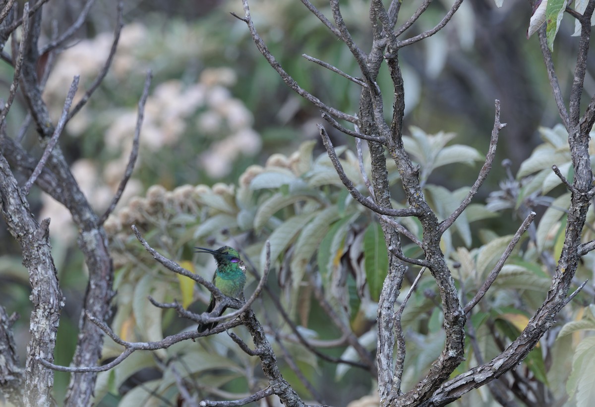 White-vented Violetear - ML641258798