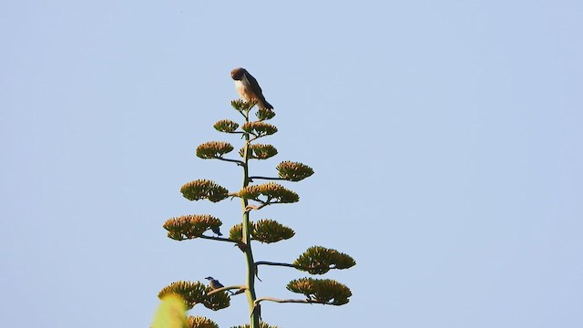 Woodhouse's Scrub-Jay - ML641258799