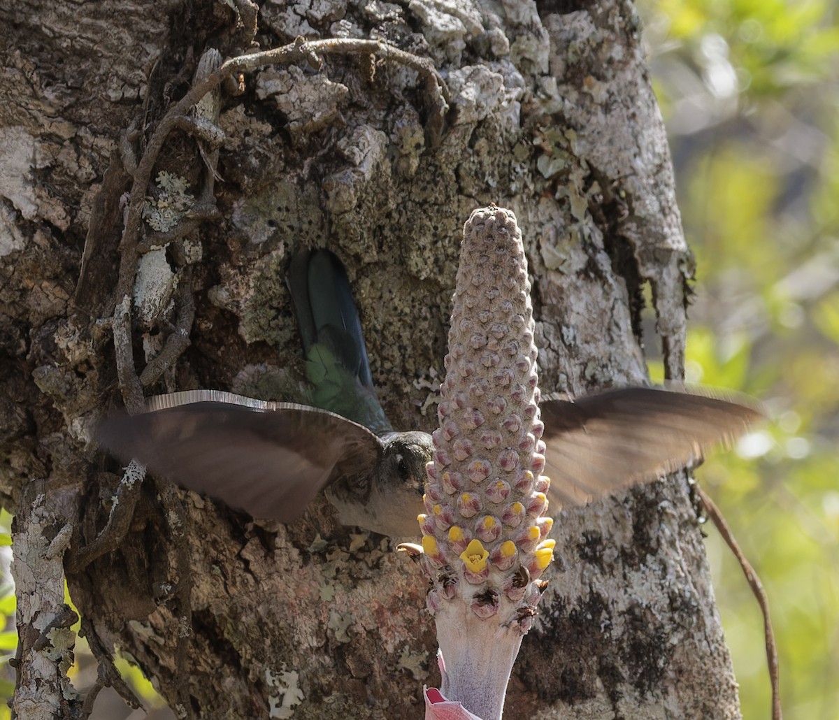 Diamantina Sabrewing - ML641258833