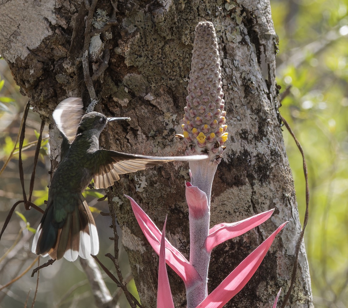 Diamantina Sabrewing - ML641258835