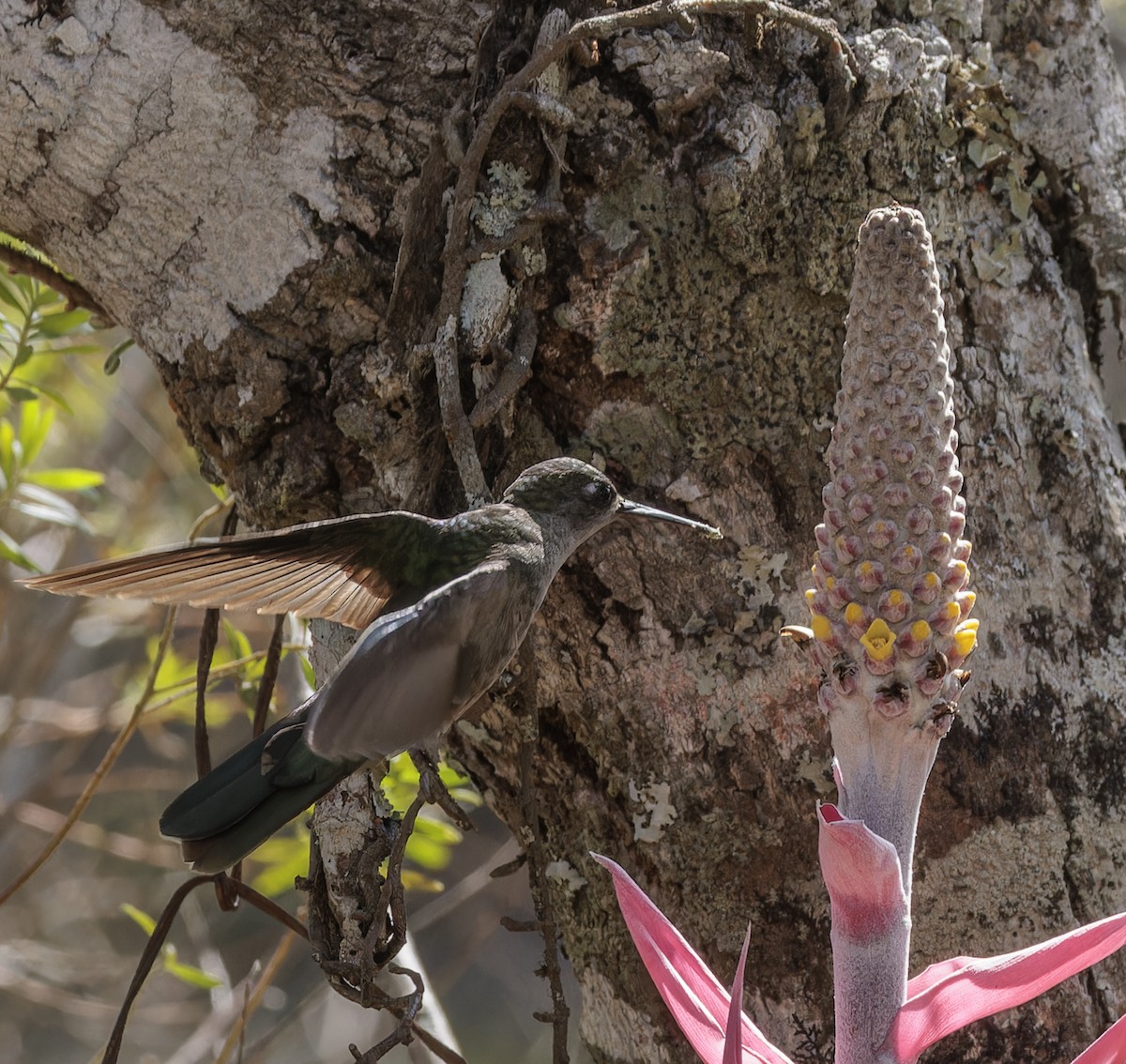 Diamantina Sabrewing - ML641258836