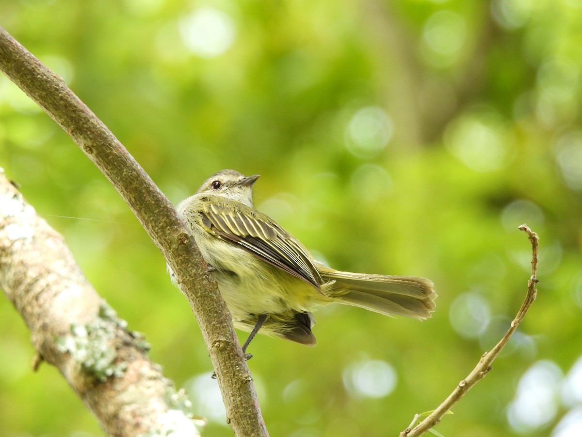Mistletoe Tyrannulet - ML641258849