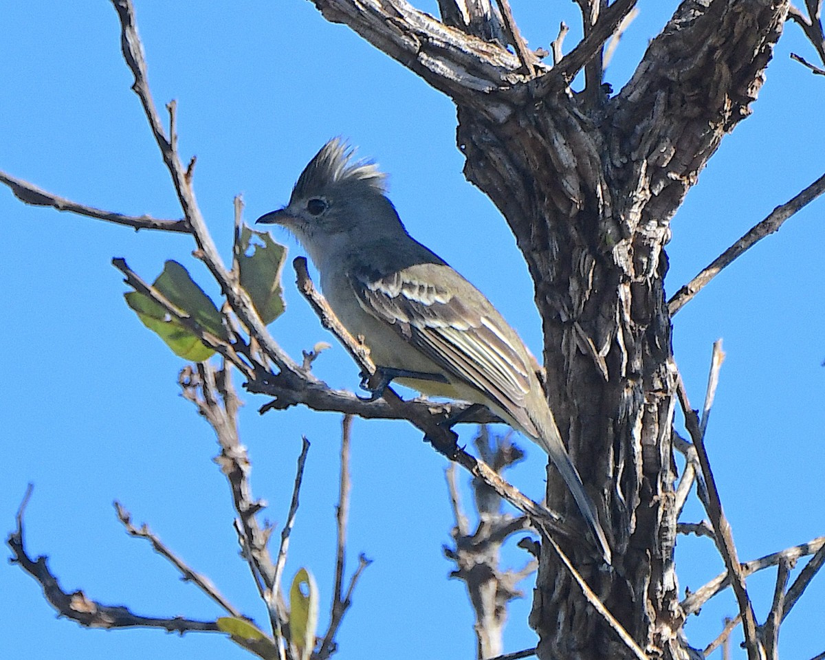 Plain-crested Elaenia - ML641258856