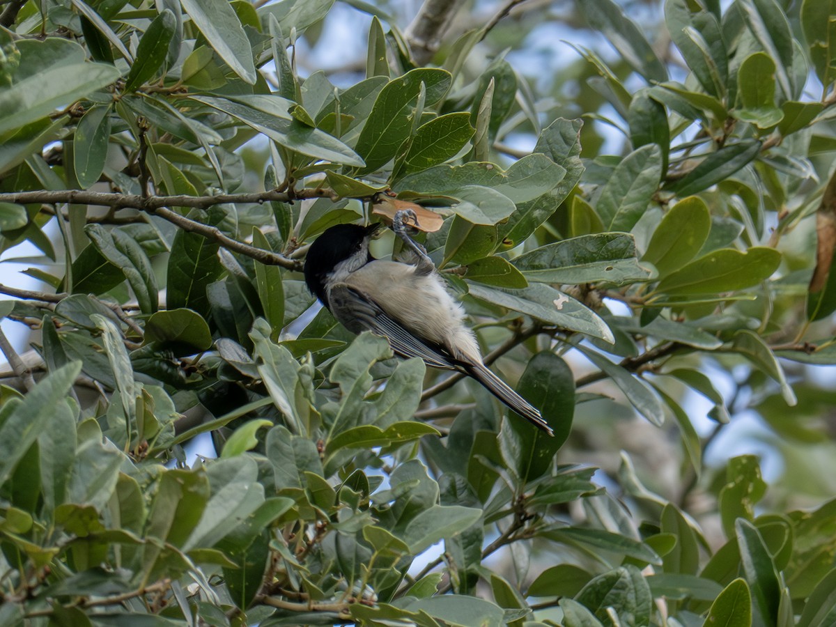 Carolina Chickadee - ML641258857