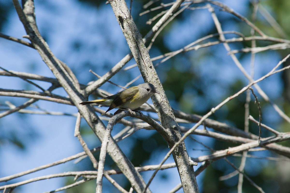 American Redstart - ML641258867