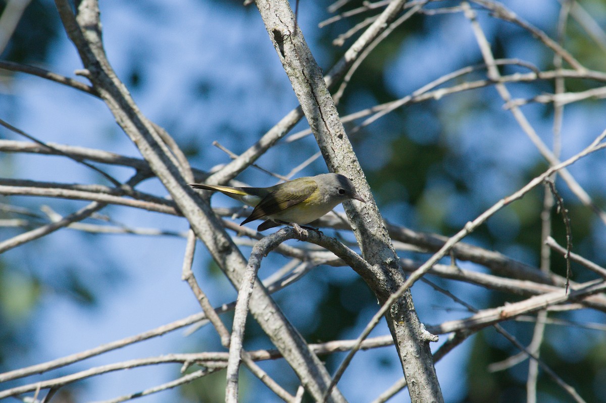 American Redstart - ML641258879